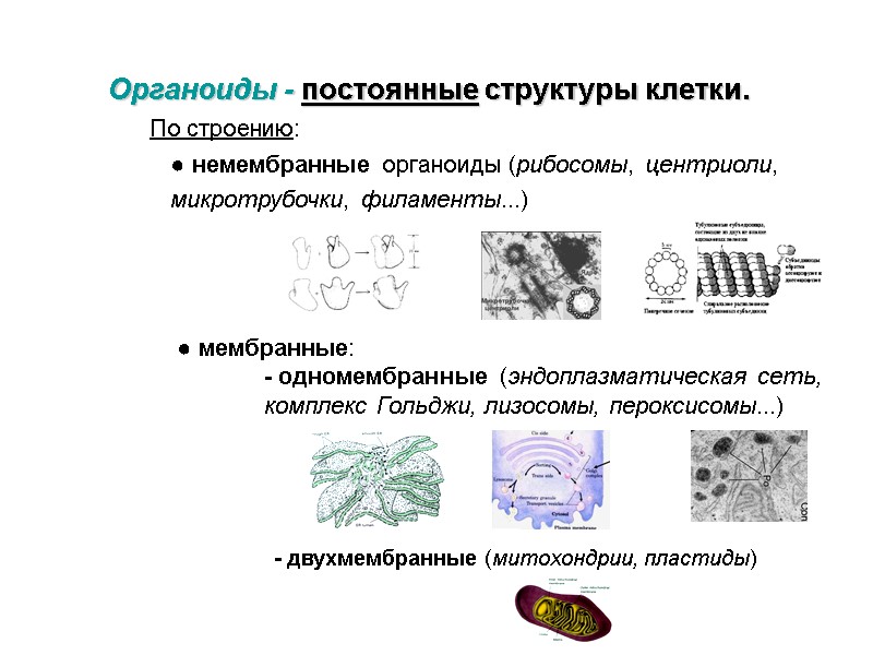 Органоиды - постоянные структуры клетки.   По строению: ● немембранные органоиды (рибосомы, центриоли,